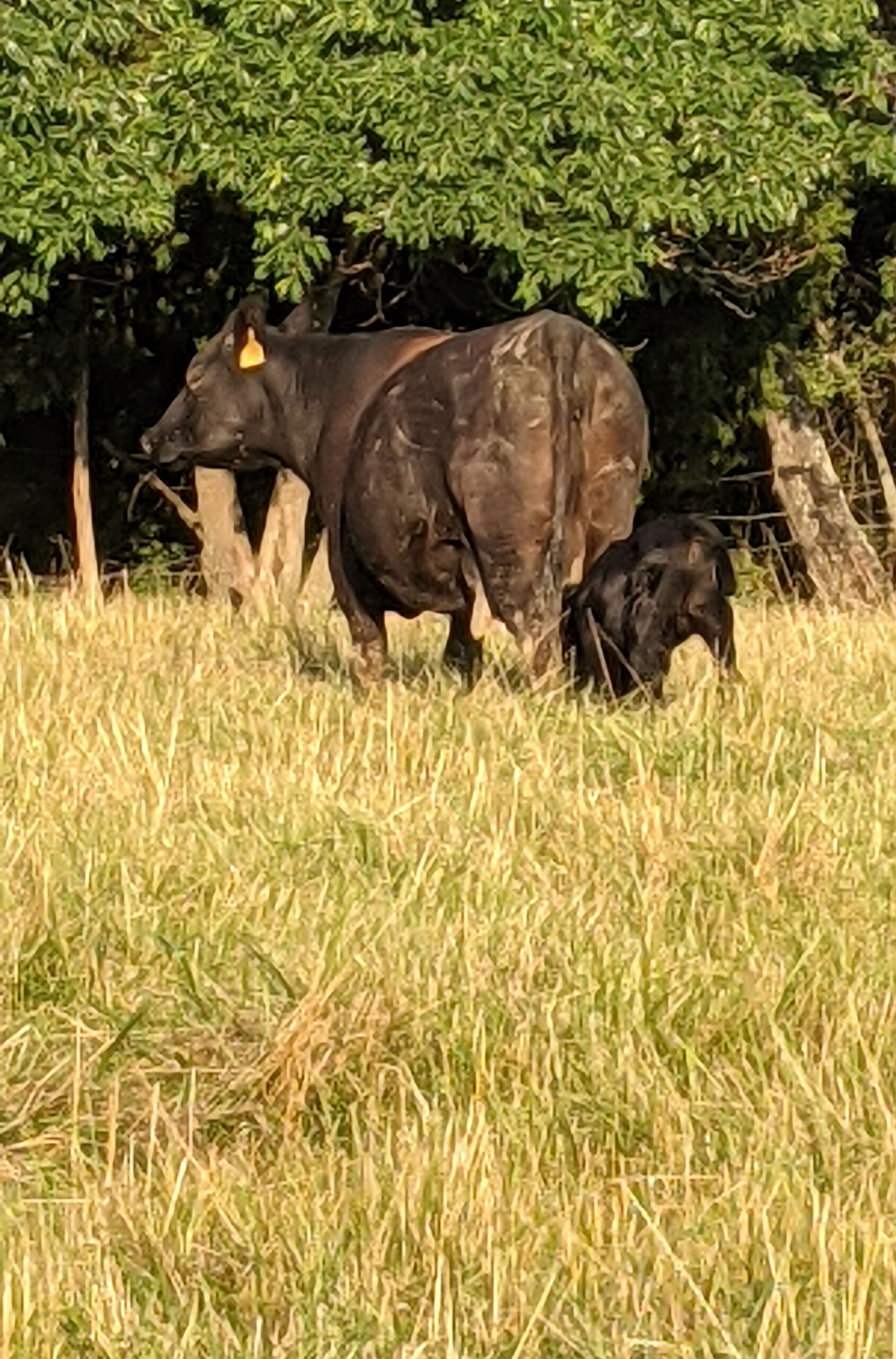 cow standing in field