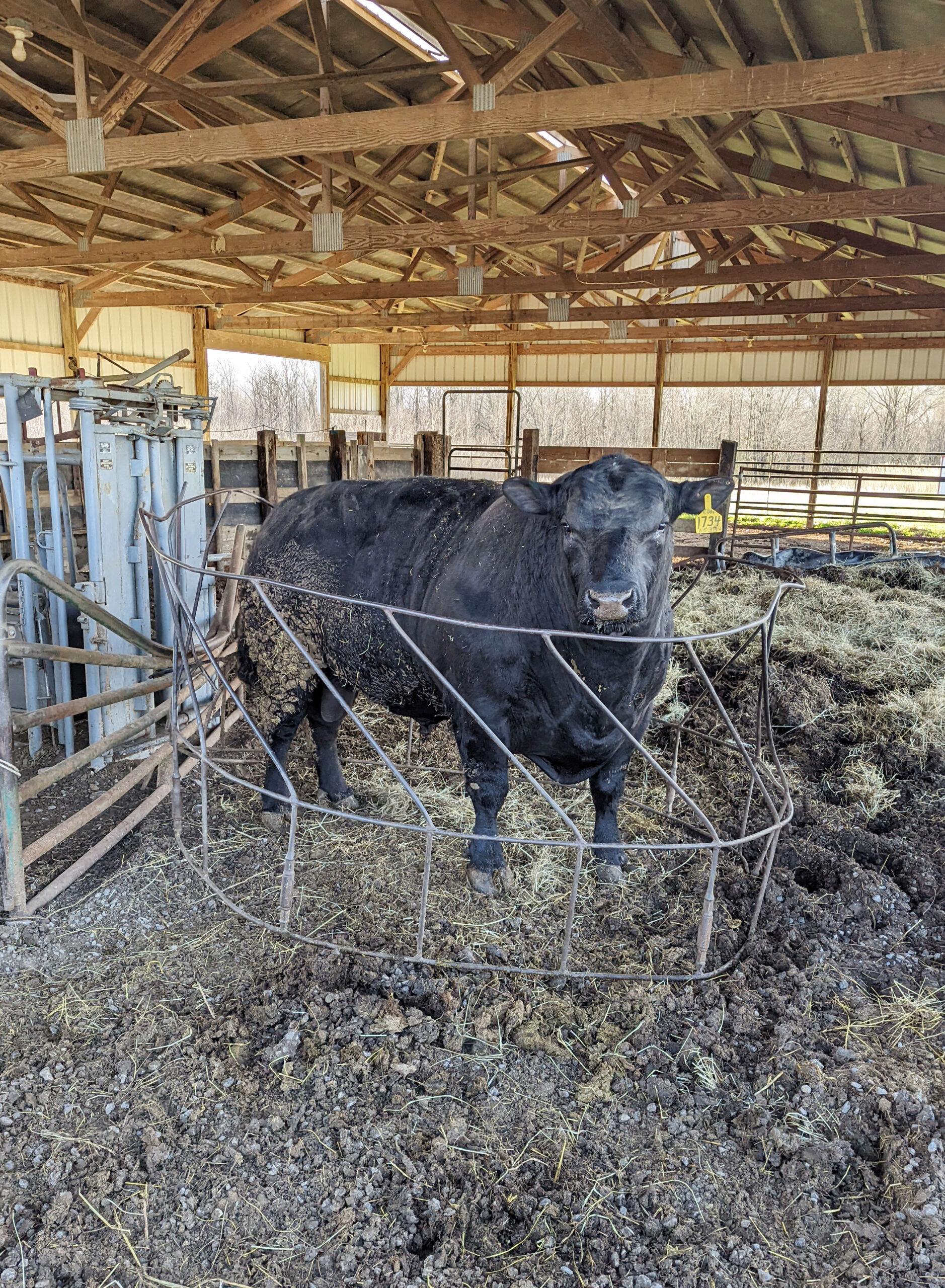 Clark Cattle Co. Cow standing in barn