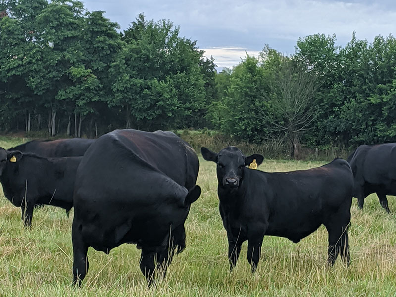 Group of black cattle with yellow tags