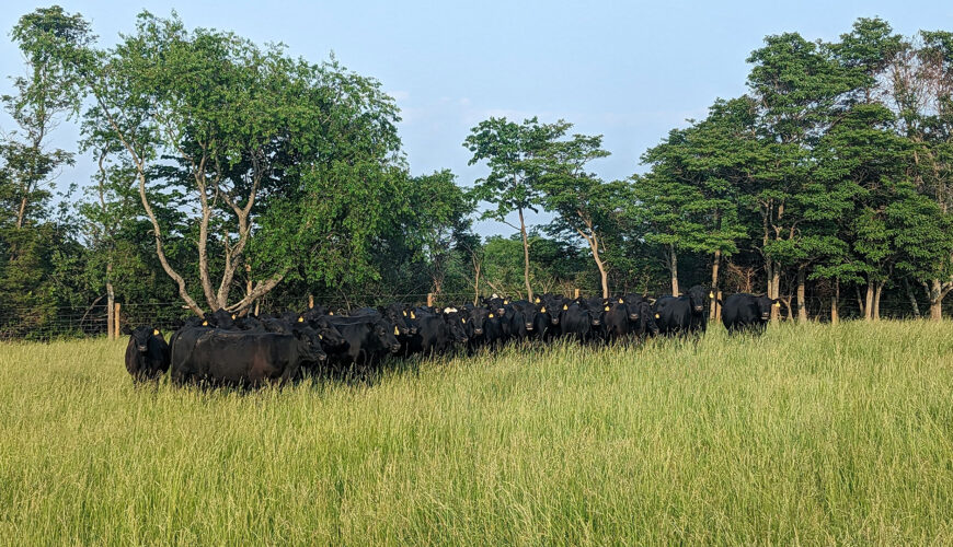 Herd of cattle in southern Illinois field