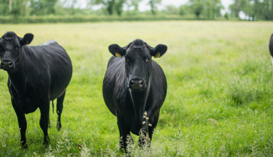 benefits of hormone free beef. southern illinois black angus