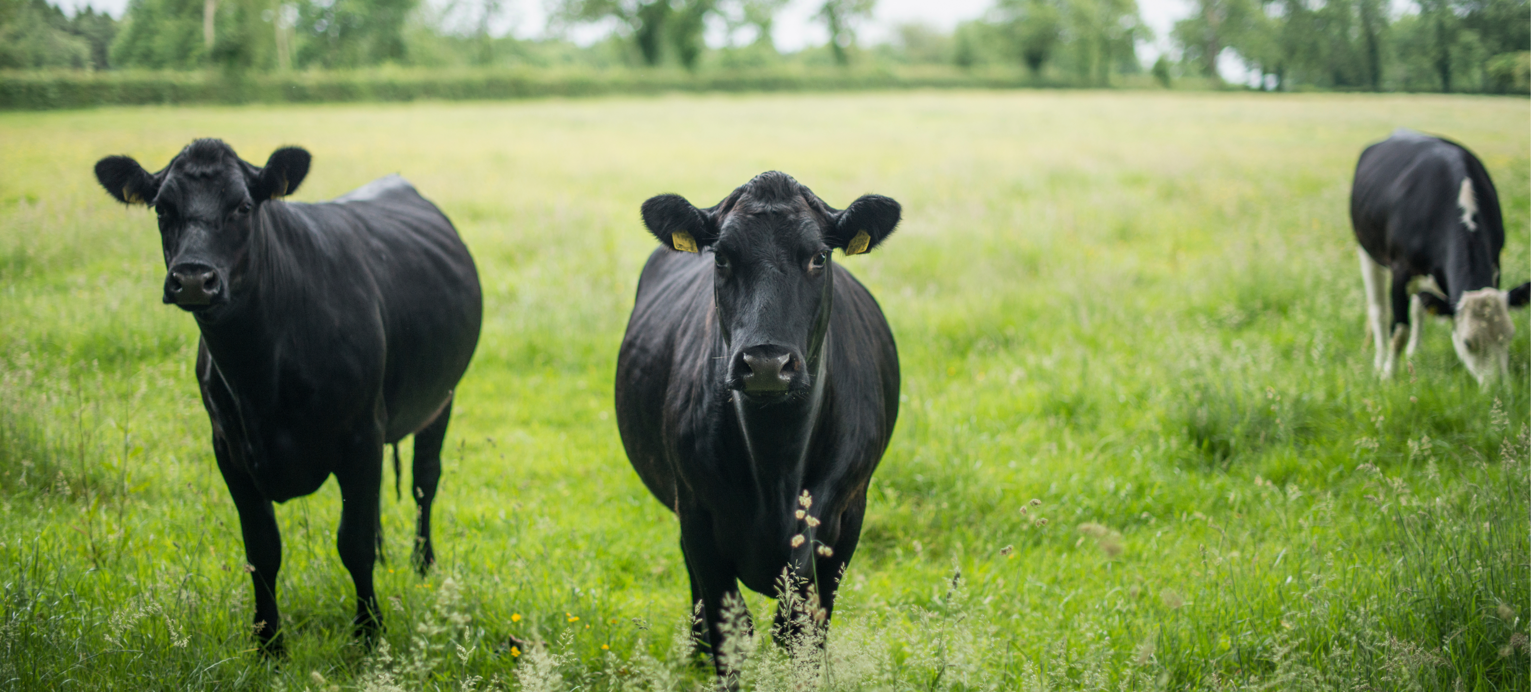 benefits of hormone free beef. southern illinois black angus