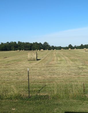 Hay field at Clark Cattle Co.