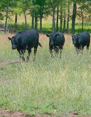 Cattle walking in field